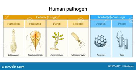 Image result for Fungi Drawing Pathogen