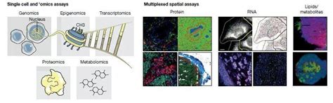 Morphospace Local Optima 的图像结果