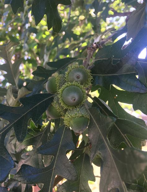 Spiny Acorn 5 FANCY DOUBLE Long Fringed Bur Oak Acorn Caps, Eyelash