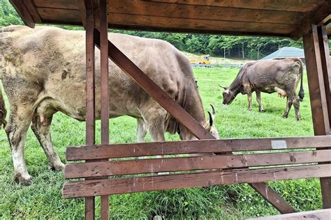 ROMANIAN UNIQUE TOURS (2025) All You Need to Know BEFORE You Go (with ...