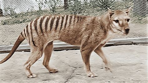 Scientists are trying to resurrect the Tasmanian tiger. So when did the ...