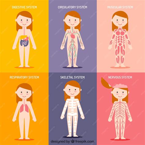 Nice human system collection | Premium Vector