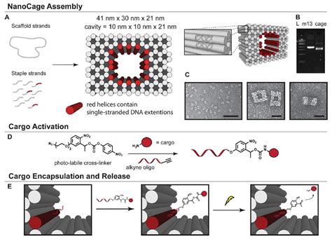 Image result for DNA Cargo Box