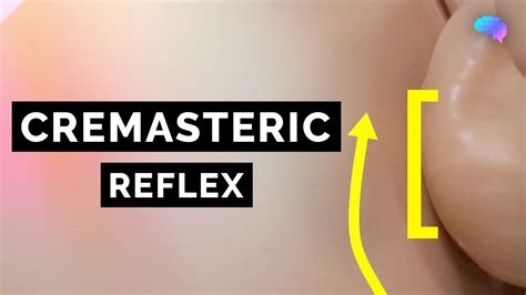 Image result for Cremaster Muscle Reflex