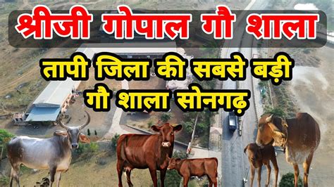 Shriji Gopal Gau Shala Songadh | Biggest Gaushala in Tapi | Cow ...