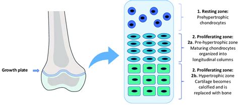 Image result for Plate Shell Development Formula