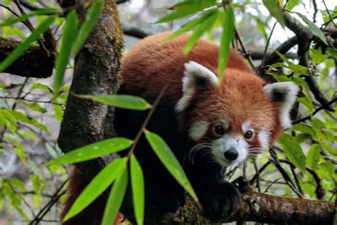 A Corridor for Red Panda Conservation | Red Panda Network