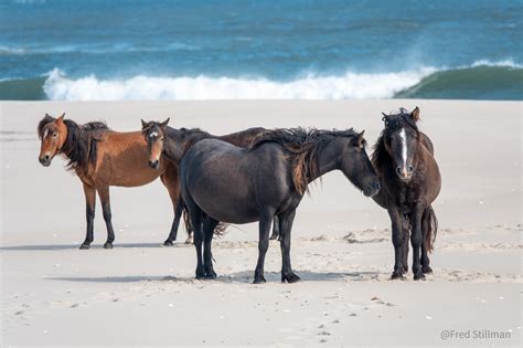 Sable Island National Park Reserve | Sable Island | Wild Horses | Parks ...