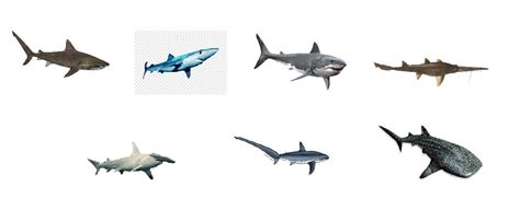 Shark Simulation 的图像结果