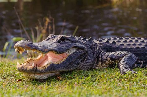 Are There Alligators in Missouri? - A-Z Animals