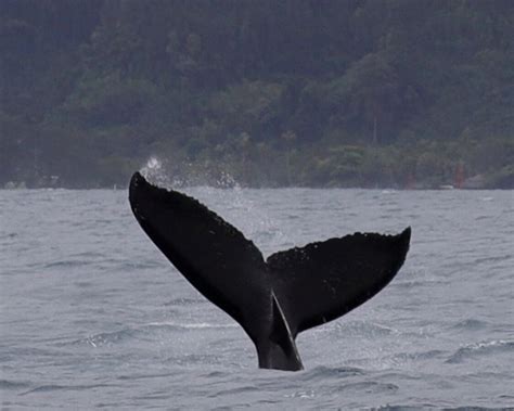 CAPTAIN JU (2026) All You Need to Know BEFORE You Go (with Photos ...