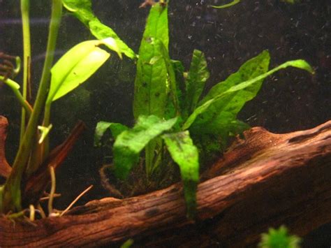 Image result for Growing Java Fern in a Bucket