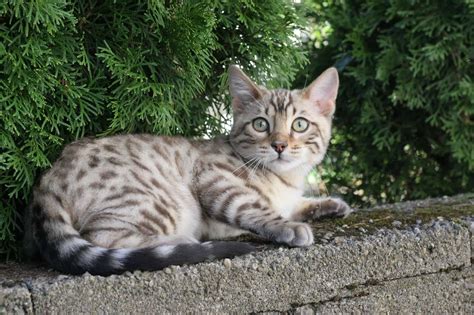 Bengal Cat Colors: Rarest to Most Common - A-Z Animals