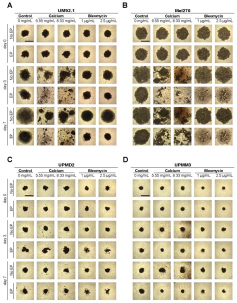 Calcium Electroporation Reduces Viability and Proliferation Capacity of ...