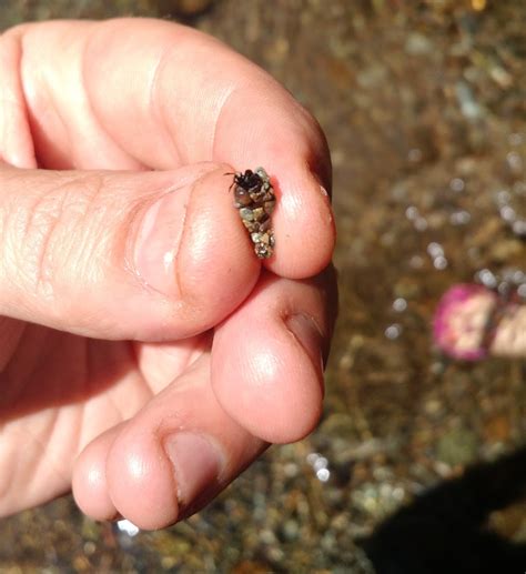 bug identification - Tiny crab/bug in Pacific NW; makes shell out of ...