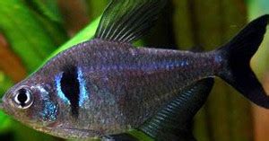 Buy Black Phantom Tetra Fish Online | AQUAStore