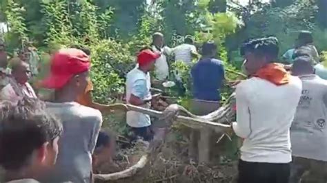 Giant 20-foot python found in children's park in UP’s Lakhimpur Kheri ...