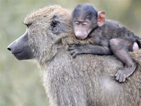 Image result for Baboon Predators