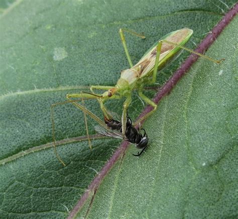 Milkweed Assassin Bug Bite