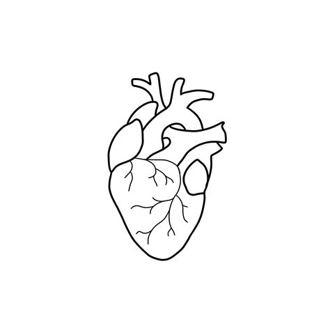 Real Heart Drawing Simple