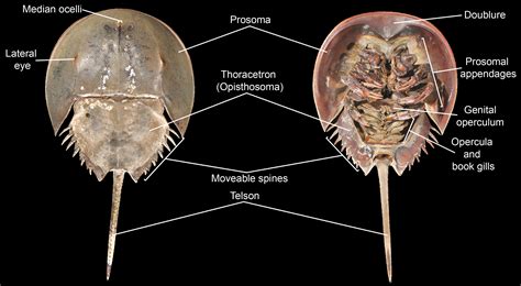 Horseshoe Crab Eyes Diagram at Marjorie Lockett blog
