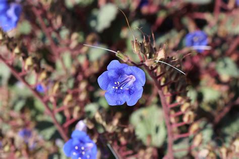 Desert Canterbury Bells - Sunnylands Art Garden