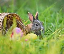 Image result for Easter Bunny in Nest