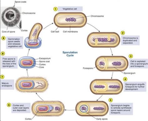 Endospore formation in bacteria - Brainly.in