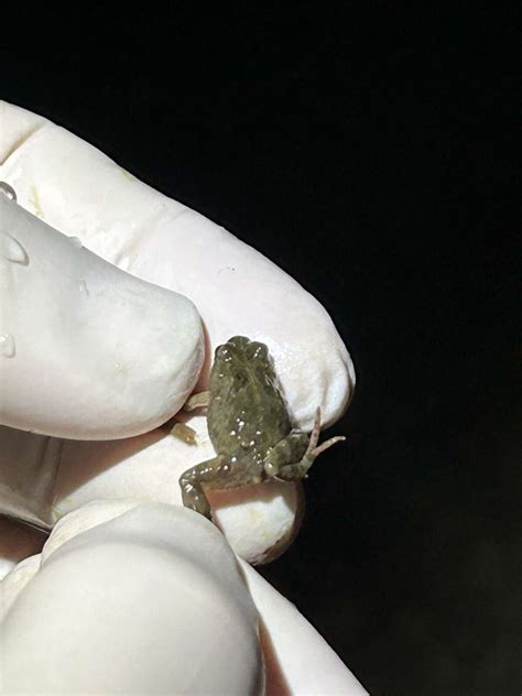 Important frog conservation | Dairy News Australia