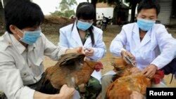 Beijing Reports First Case Of Bird Flu