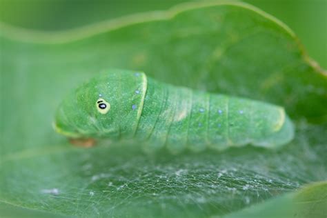 Eastern Tiger Swallowtail Caterpillar — Todd Henson Photography
