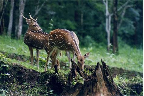 Pakhal Wildlife Sanctuary Warangal, Attraction of Pakhal Wildlife