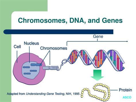 Image result for Gene Decoding