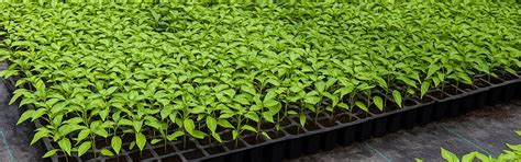 Agriplast Seedling Tray - 0.75mm Durable Trays for Nursery Germination