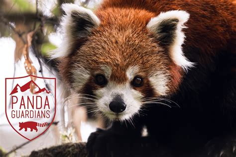 Invest in the Communities Conserving Red Pandas
