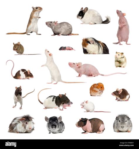 8 Types Of Pet Rodents : 7 Types of Pet Mice Varieties – EMXE
