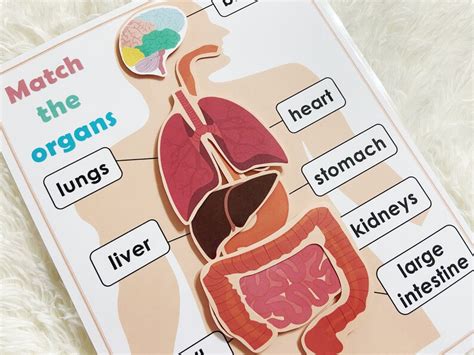 Buy Body Organs Matching Activity Printable for Kids Human Online in ...