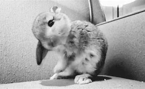 Image result for Really Cute Bunnies