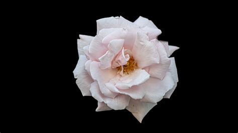 Download wallpaper 2560x1440 rose, petals, flower, pink, black ...