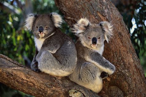 TOEFL for Australia – English Test for Study, Work & Migration