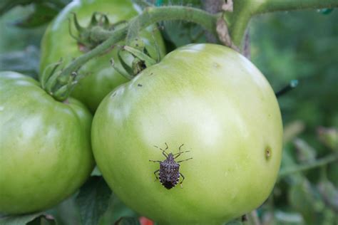 Tomato Plant Bugs Leaf Footed Bugs… Tomato Pest – Garden Austin