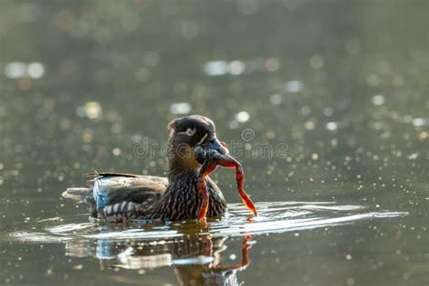 Image result for Toad Eating Duck