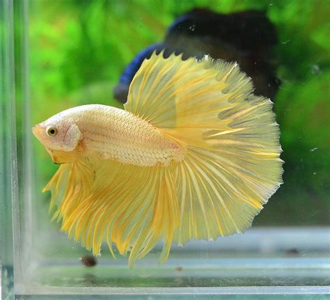 Image result for Betta Fish Compatibility