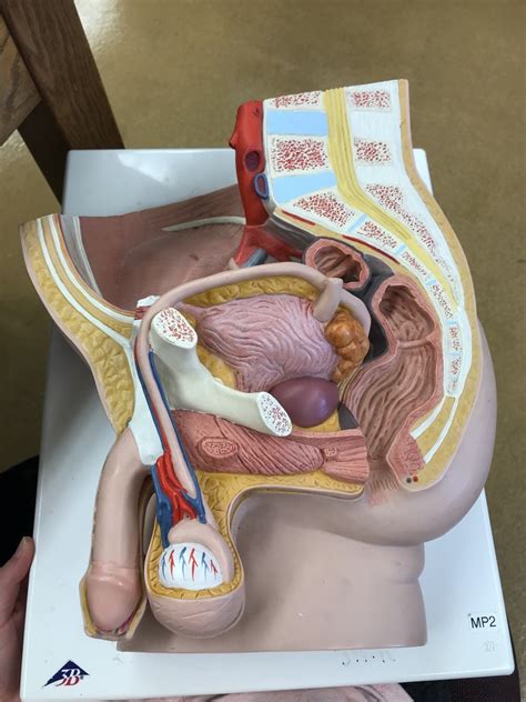 Image result for Male Reproductive Model Label