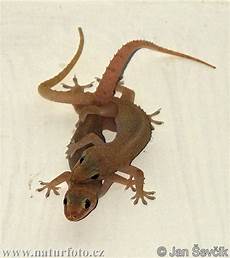 geco in casa tengo geckos en mi casa y te lo muestro taringa geco in casa tengo geckos en mi casa y te lo muestro taringa