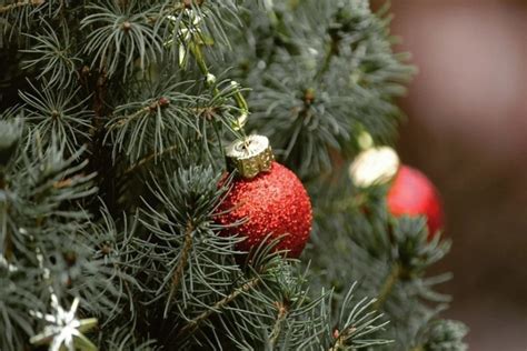Sapins de Noël : voici les variétés qui ne perdent pas leurs aiguilles ...