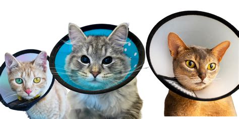 Feline clinical one month