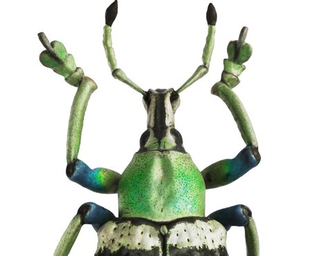 Artec Studio 16 的图像结果