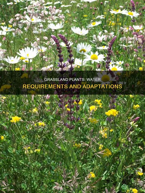 Grassland Plants: Water Requirements And Adaptations | ShunCy