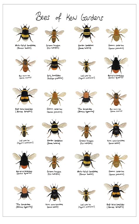 Different Species Of Bees